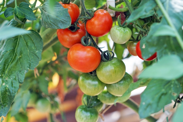 Ripe tomatoes