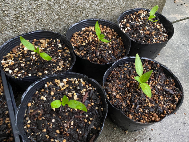 Bell pepper cotyledons