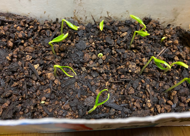 Germinated bell pepper seeds