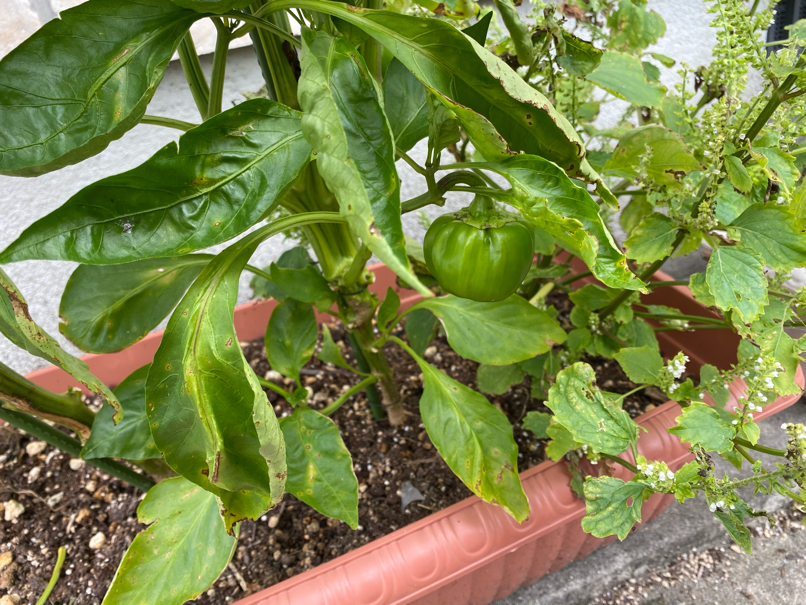 Bell Pepper fruit