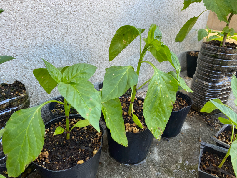 Bell Peppers after 1 month of germination