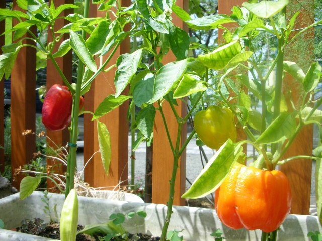 Bell Peppers