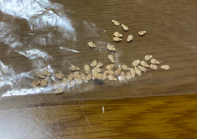 The tomato seeds in the plastic bag