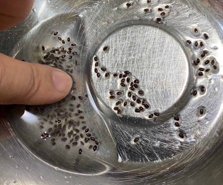 Washing Kiwi Seeds with Fingertips