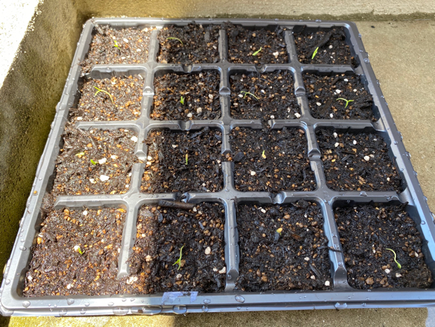 Tomato Seeds Transplanted into Seedling Pots