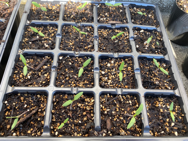Tomato Seedlings Transplanted Immediately after Germination