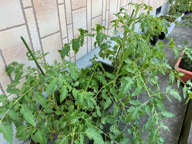 Lush Tomato Plants