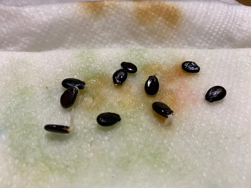Germinated watermelon seeds