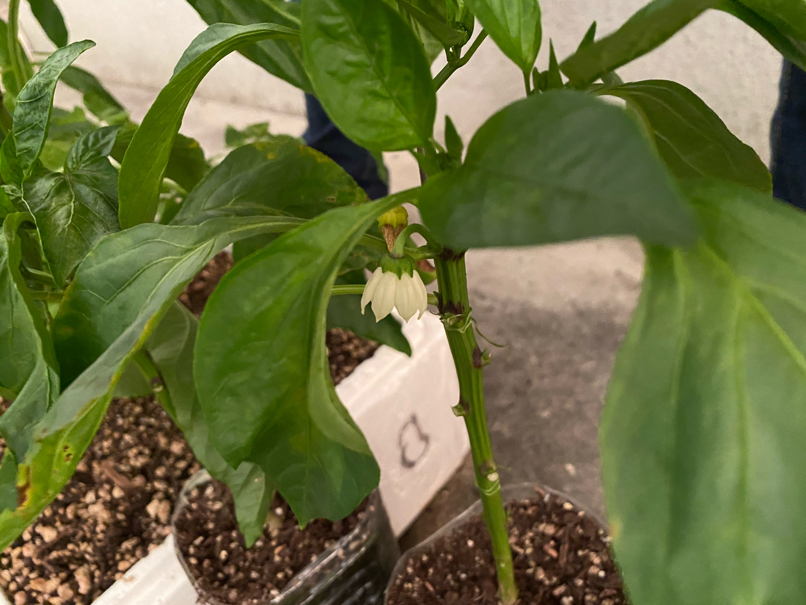 Bell Pepper blossom