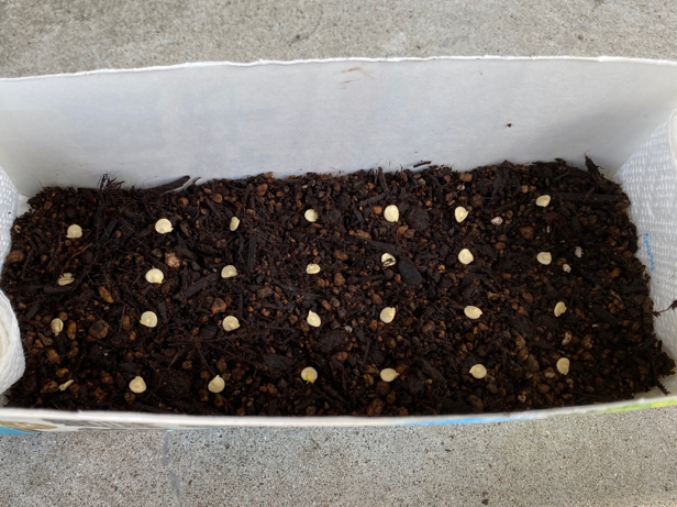 Seeds of bell peppers sown on top of milk cartons