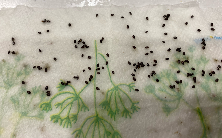 Kiwi Seeds with Dormancy Broken