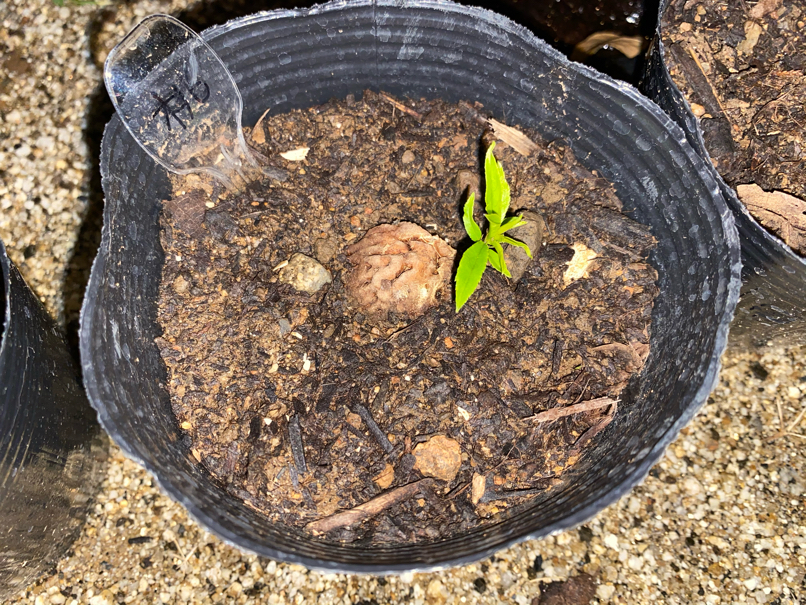 Sprouted peach seeds