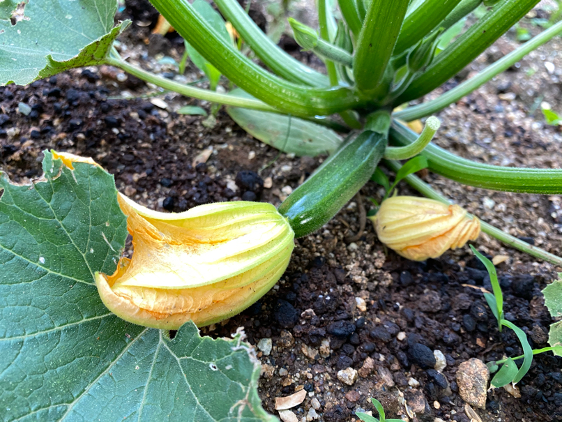The grown zucchini