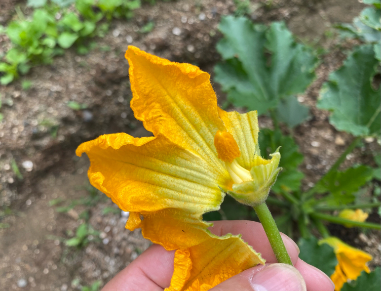 Tear off the petals to expose the zucchini stamens