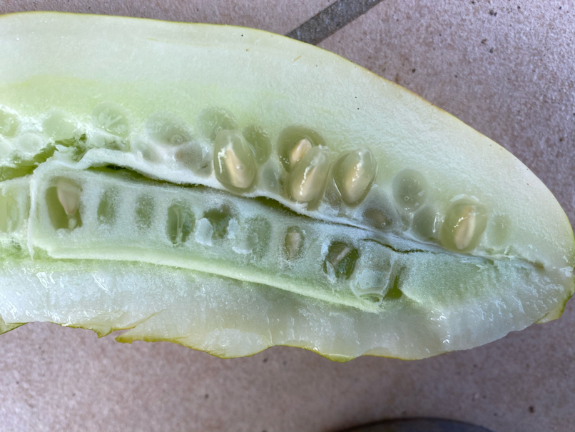 The seeds of cucumber