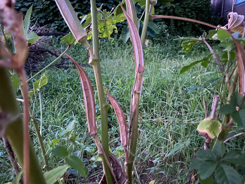 Withered okra