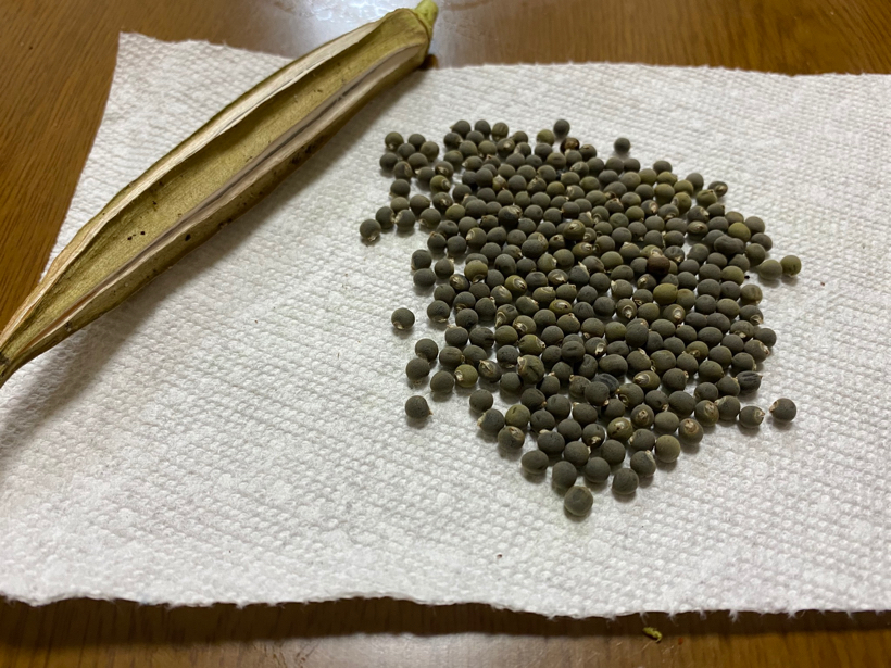 Seeds of okra