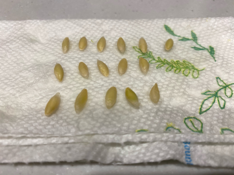 Place the cucumber seeds on kitchen paper to dry