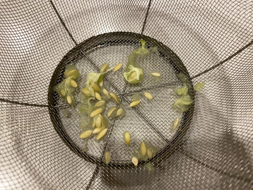 Cucumber seeds strained through a colander
