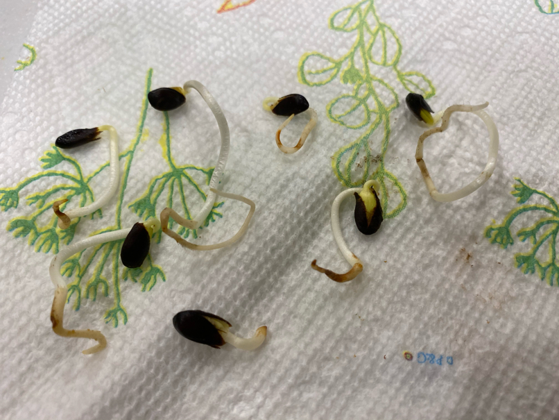 Apple seeds sprouting in the refrigerator