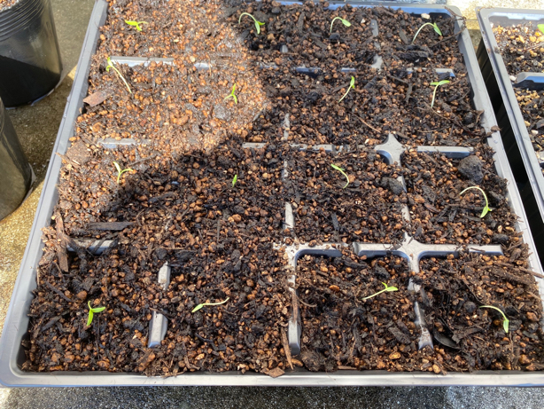 発芽後10日くらいで植え替えたトマトの苗