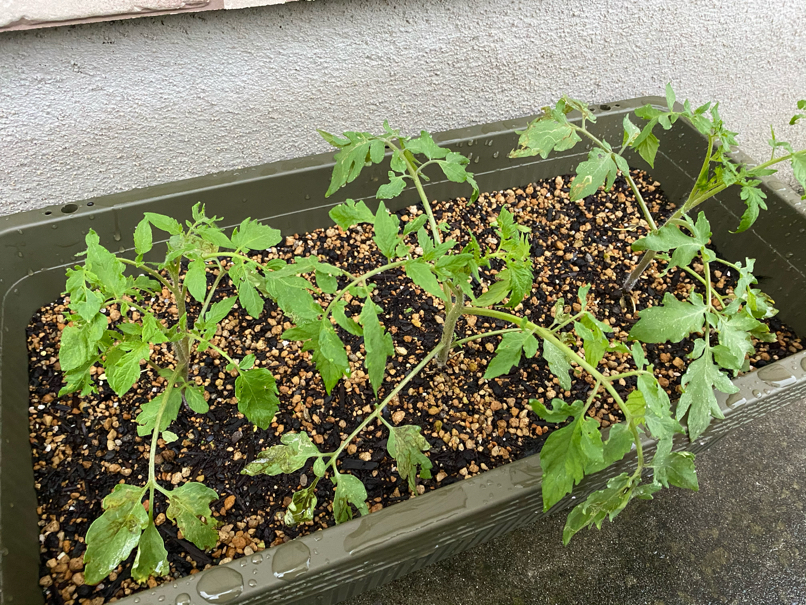 発芽後1ヶ月たったトマトの苗