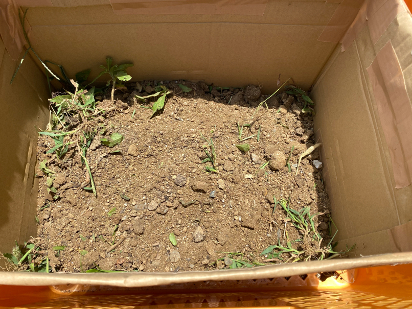 【節約】ダンボール×コンテナコンポストで腐葉土・たい肥を作る方法 マイホームの予定表