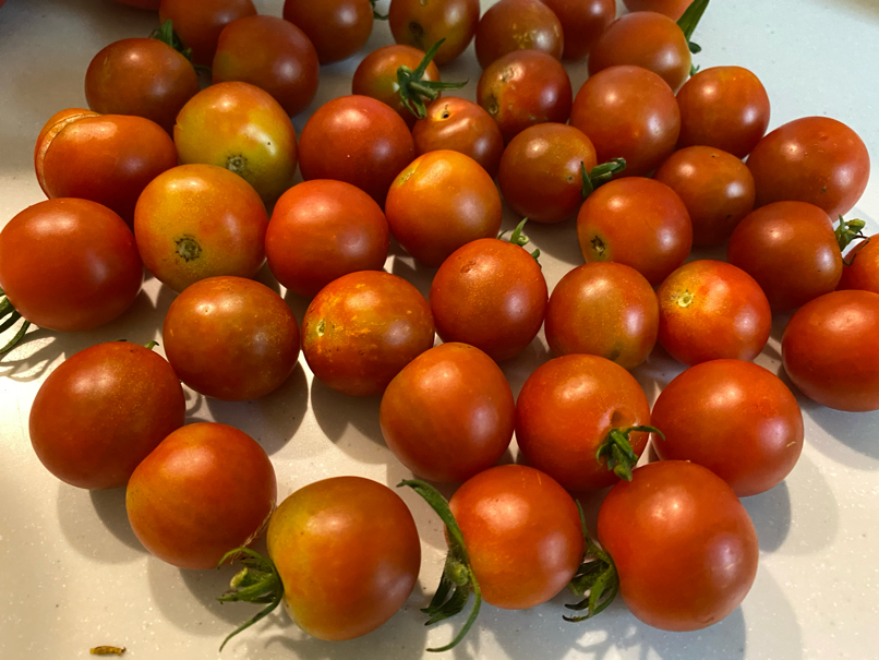 第2世代中玉トマト