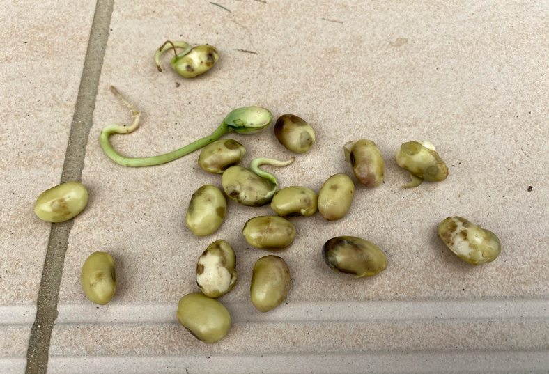 発芽していた枝豆の種