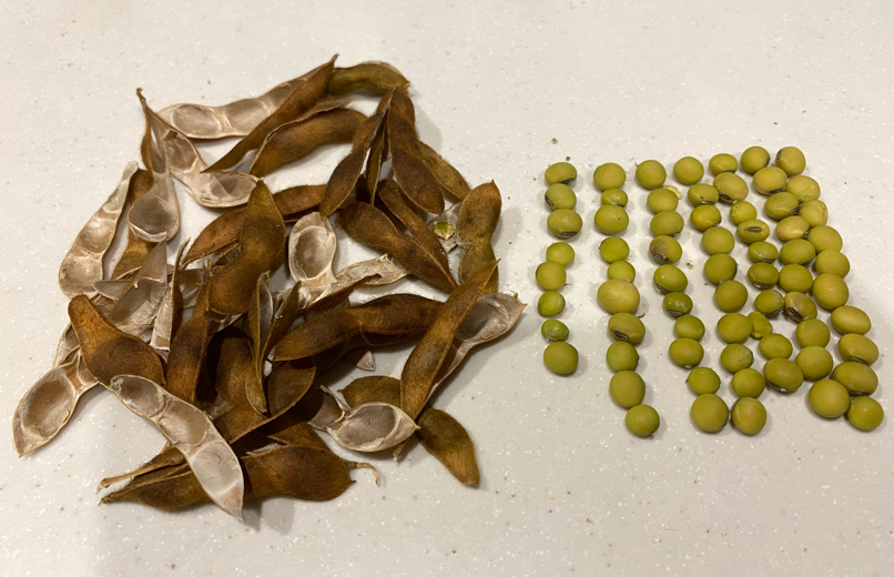 収穫の終わった枝豆の種