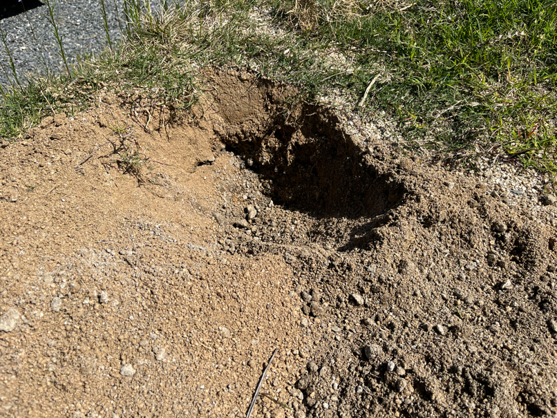 定植の穴を掘る