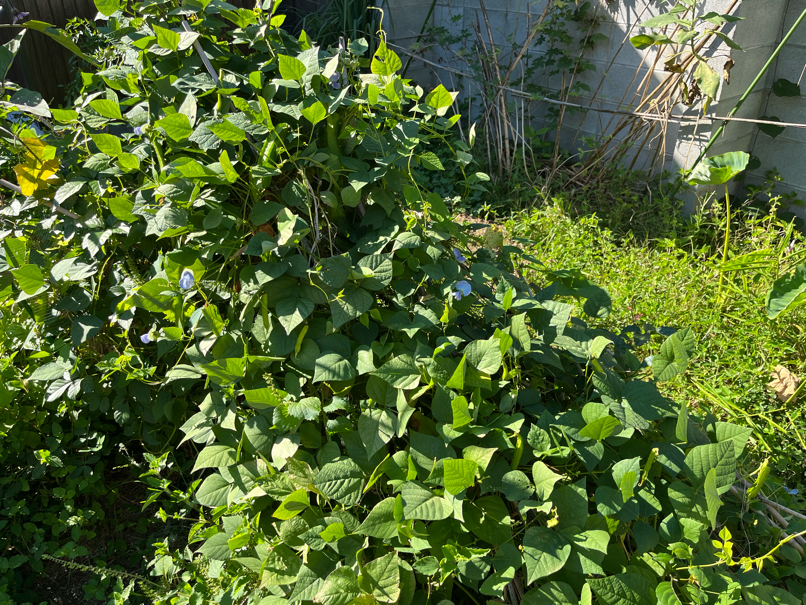 きゅうりの後に茂る四角豆