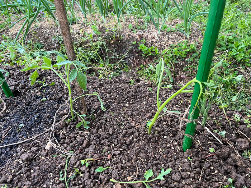 植え付けたトマトの苗