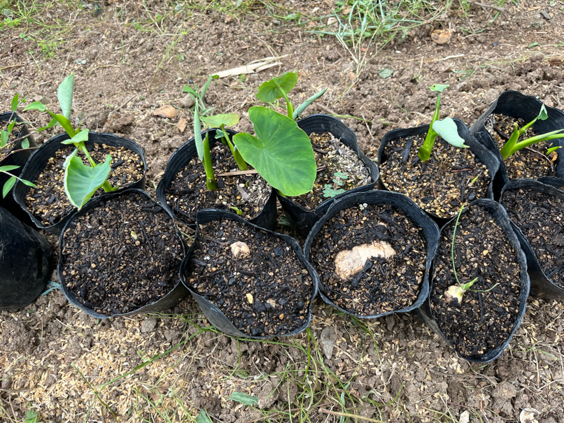 里芋とショウガの植え付け