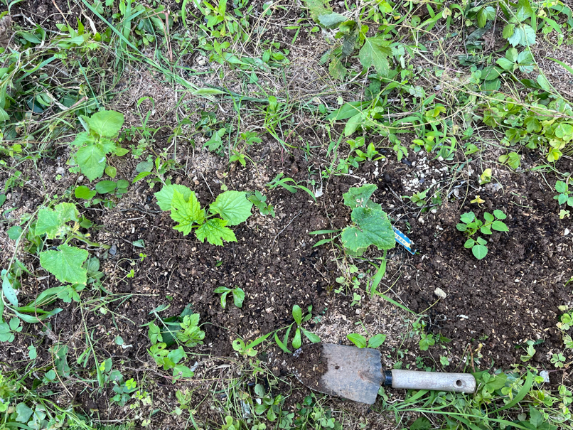 きゅうり、四角豆、レイシの混植